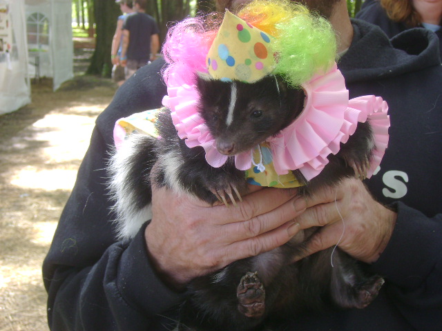 Skunk Dressed Up as a Clown Sf 2012