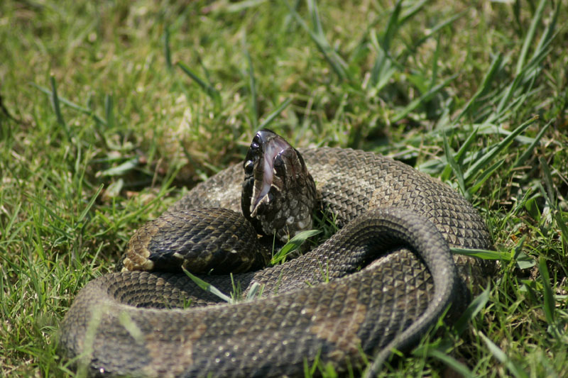 Water Moccasin