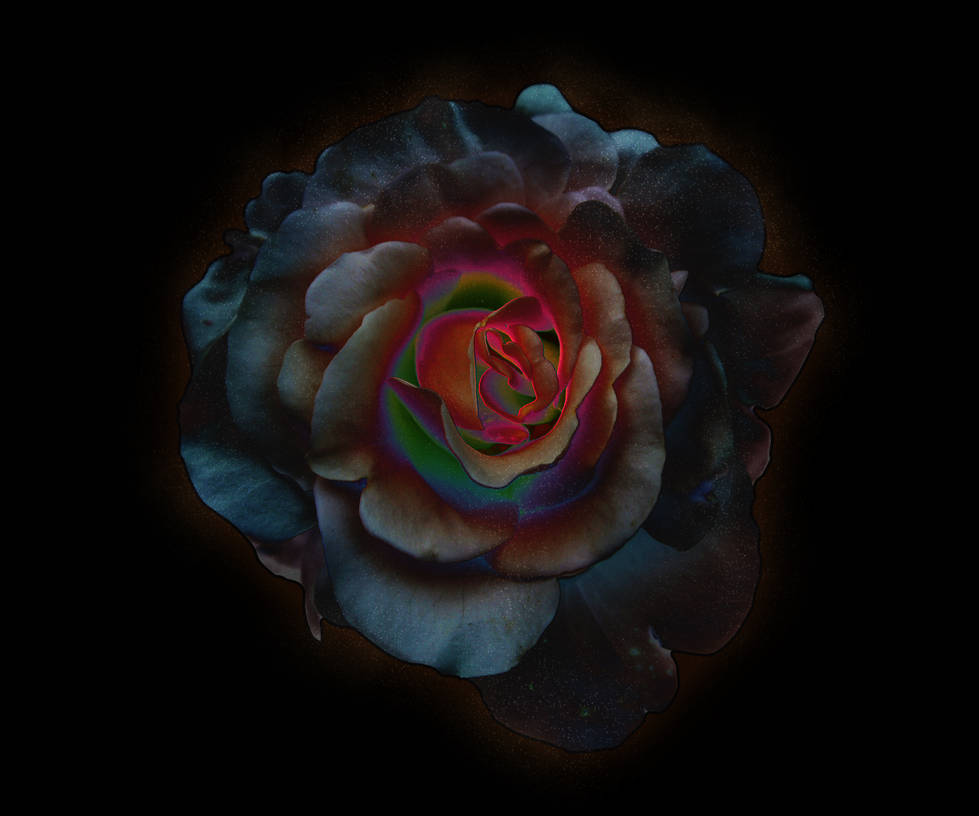 Galaxy rose