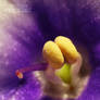 stamen