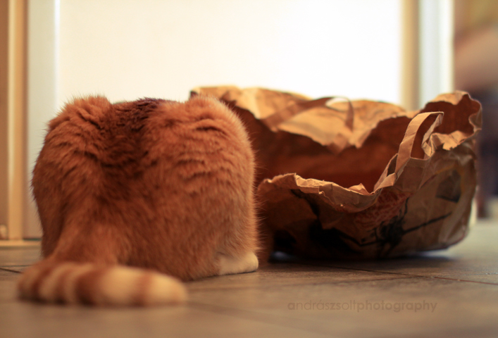 cat and the bag