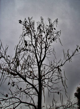 Dark Tree