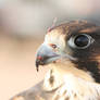 Falcon Close Up