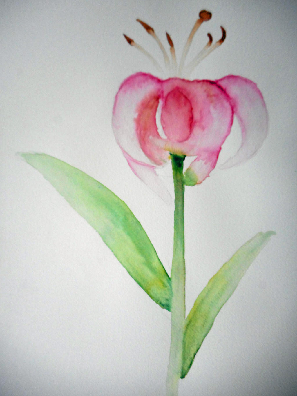 Wilted Lily - Watercolor