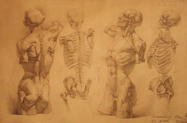 human anatomy 22