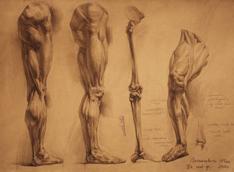 human anatomy 24