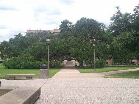 Century Tree of Texas A and M