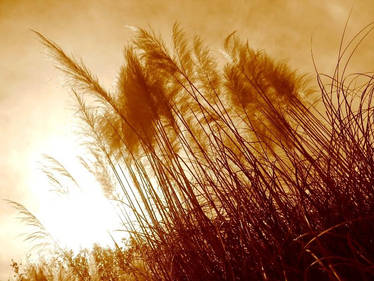 Stalks of Grass In the Sun