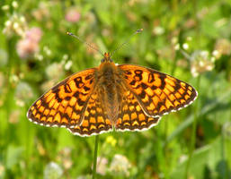 Melitaea punica