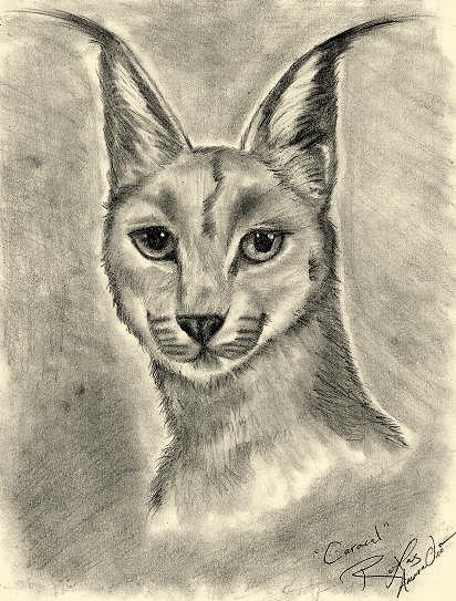 Caracal