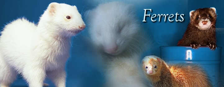 Simply Ferrets