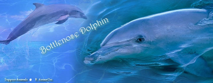 Simply Dolphin