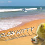 Melon Cat - Candolim Beach Goa