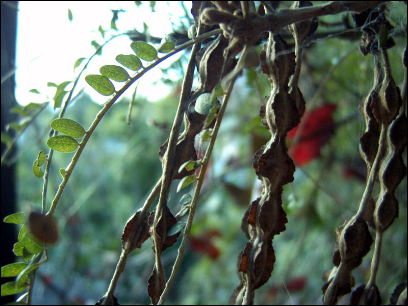 Kowhai Tree