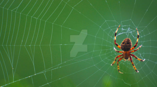 Spider Insect Deviantart Spider by Callysthene on DeviantArt