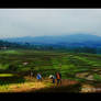 Ricefield of Ciseureuh..