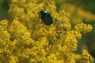 green bug