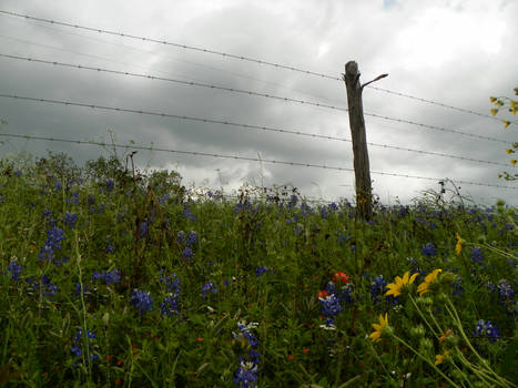 Barb Wire Fence