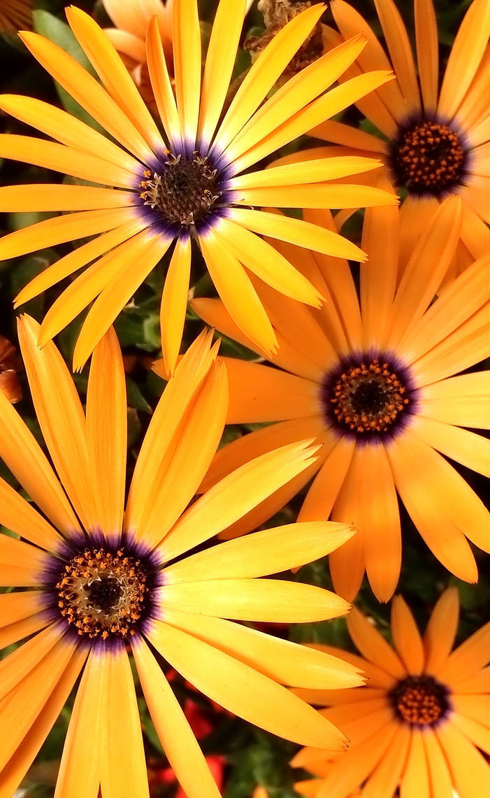 Deep Raspberry Daisies Daisies by shadowsheartbeat on DeviantArt