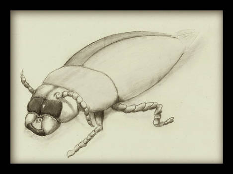 Beetle