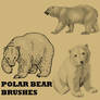 Polar Bear Brushes