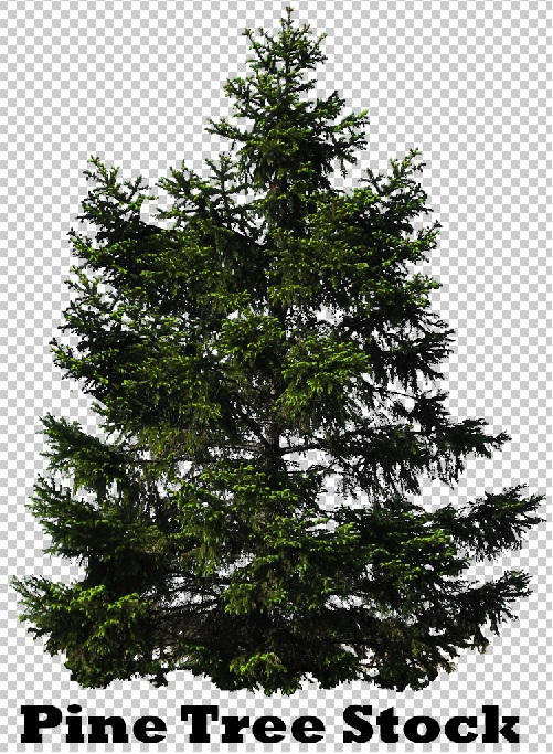 Pine Tree Stock by remygraphics on DeviantArt