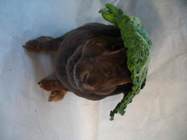 Cabbage Rabbit Hare cabbage rabbit by lorelei96 on DeviantArt