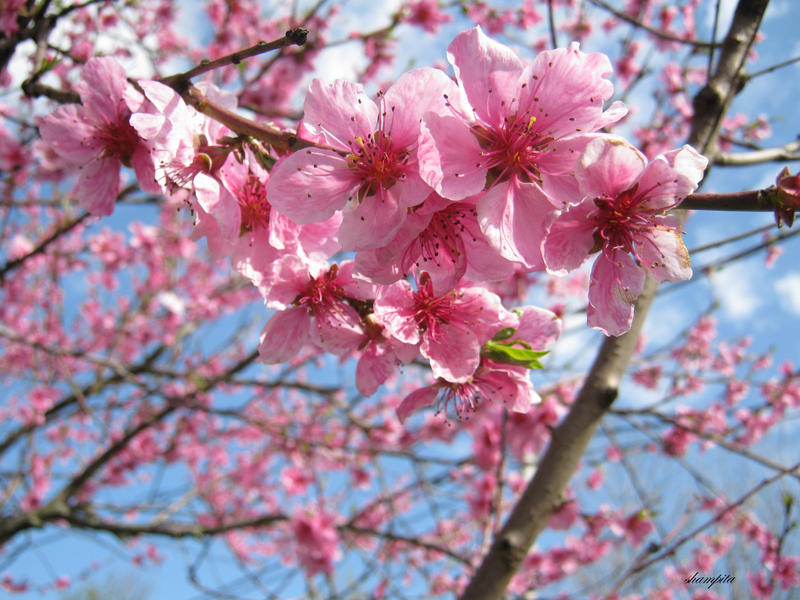 Peach blossom