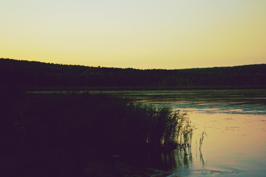 evening in the forest