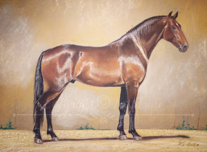 Lusitano stallion