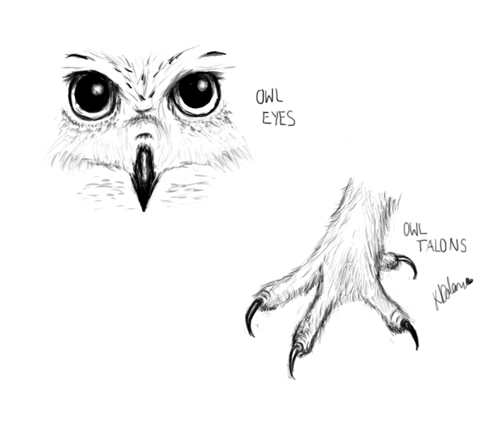 Owl Studies