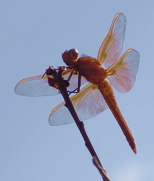 Happy Dragonfly