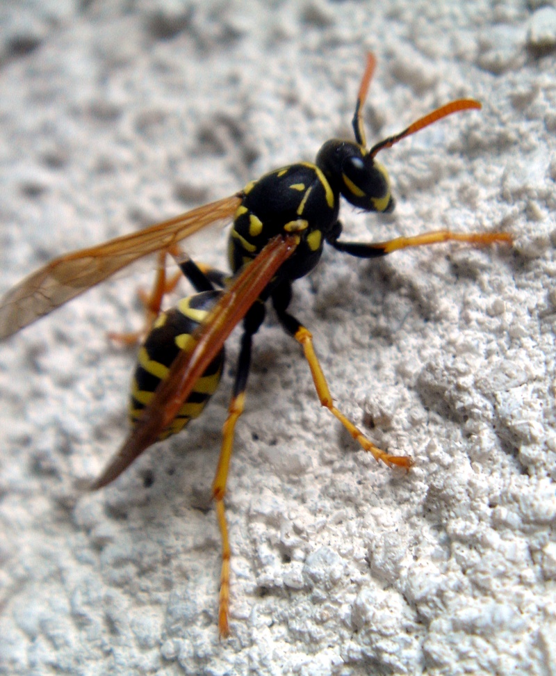 Paper Wasp on Stucco