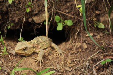 Tuatara #2