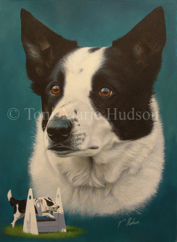 Bryn - Border collie portrait.