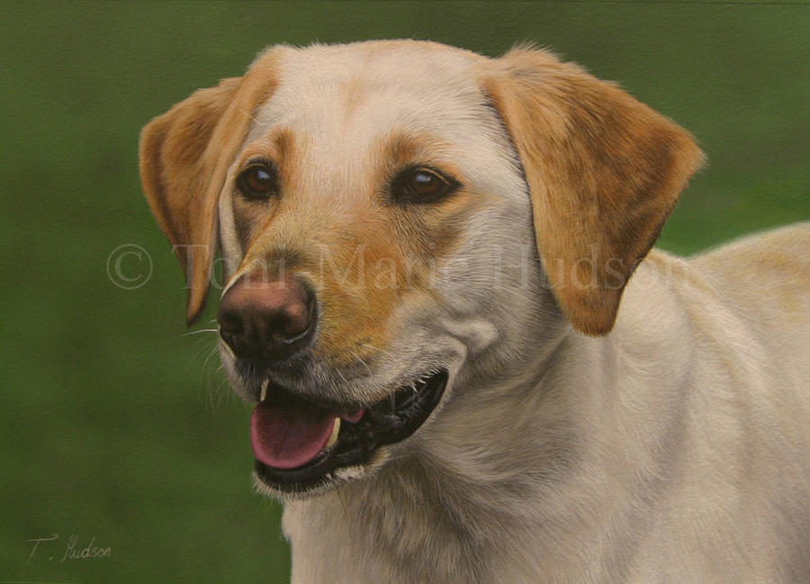 Molly - Yellow Lab portrait.