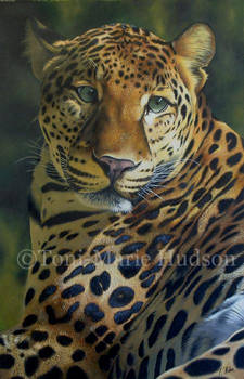 Awakened - Leopard portrait