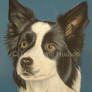 Sofy - Border Collie