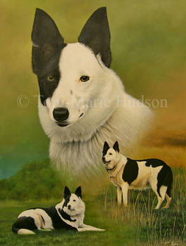 Tess - Border Collie portrait.