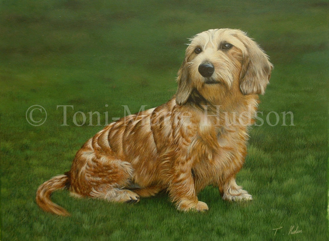 Lucy Wirehaired Dachshund By Canis Lupess On Deviantart