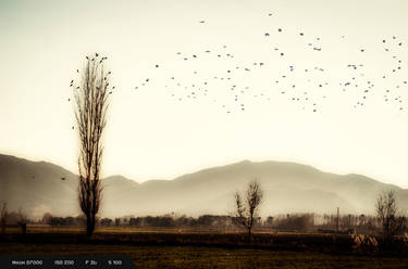 Tree and crows