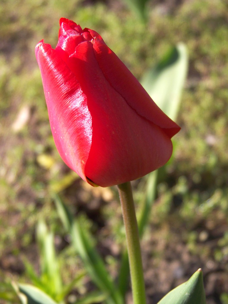 tulip.