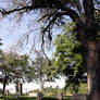 Roadside Graveyard