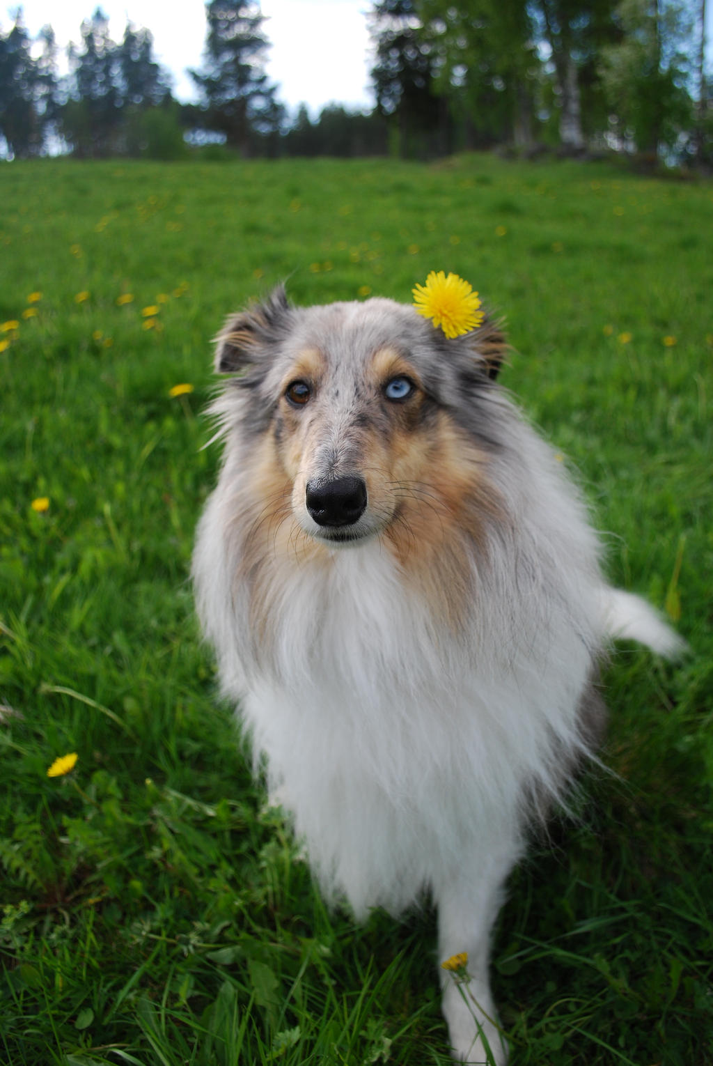 Dalton with a flower