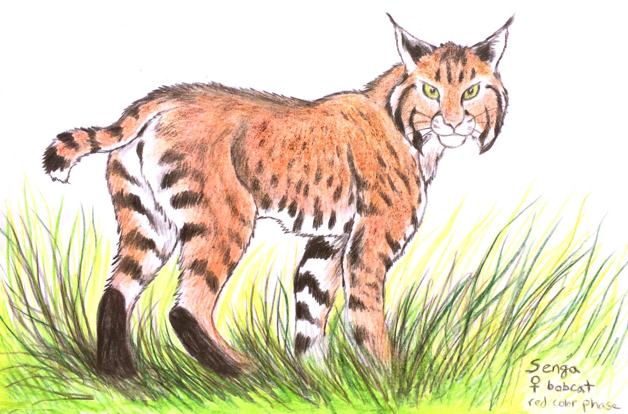 Senga by IceWing-10 on DeviantArt