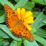 Butterfly and flower