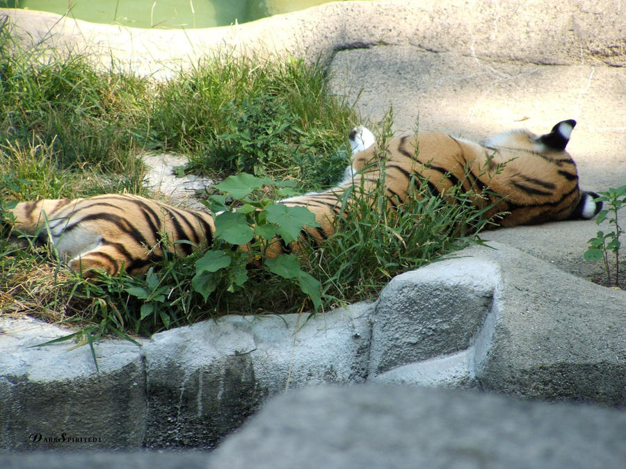 Whirl - Amur Tiger - Resting