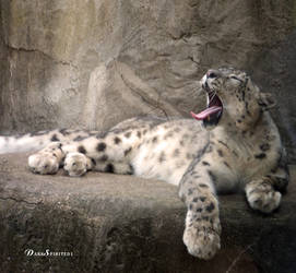 Snow Leopard - Midyawn