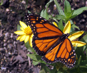 BrookfieldZoo MonarchButterfly