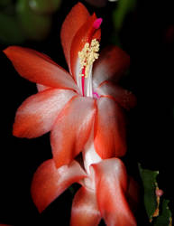 Cactus flower